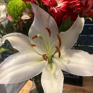 Meet your Posher, Diana